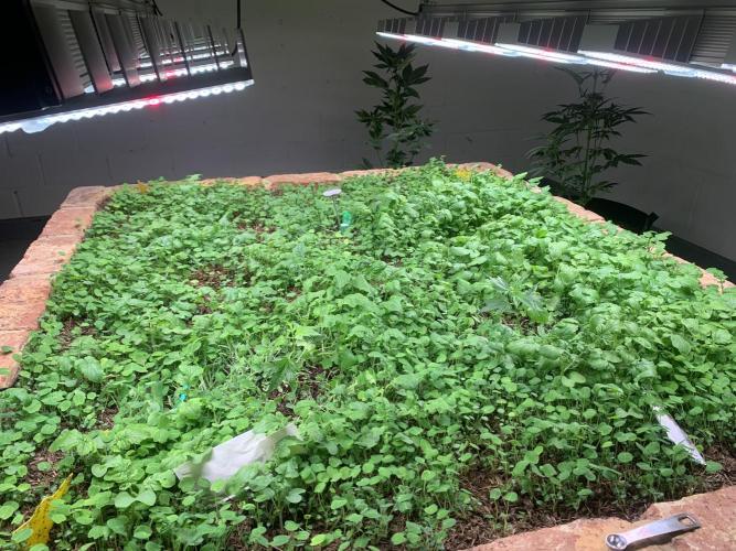 Indoor Grow, first time setup. Week 1