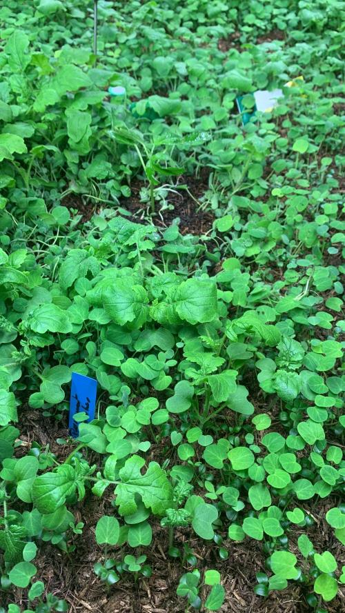 Heltah Skeltah Round #1. Week 1