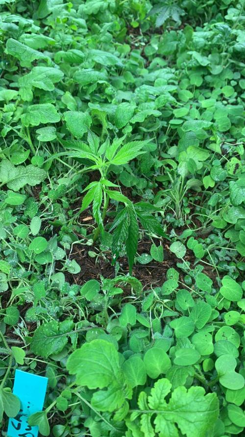 Heltah Skeltah Round #1. Week 1