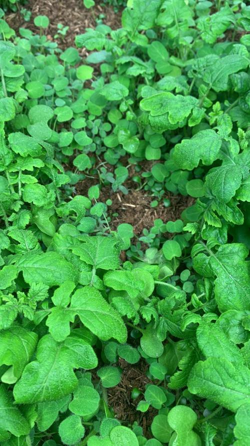 Heltah Skeltah Round #1. Week 1