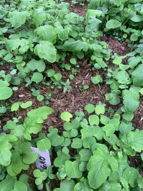 Heltah Skeltah Round #1. Week 1