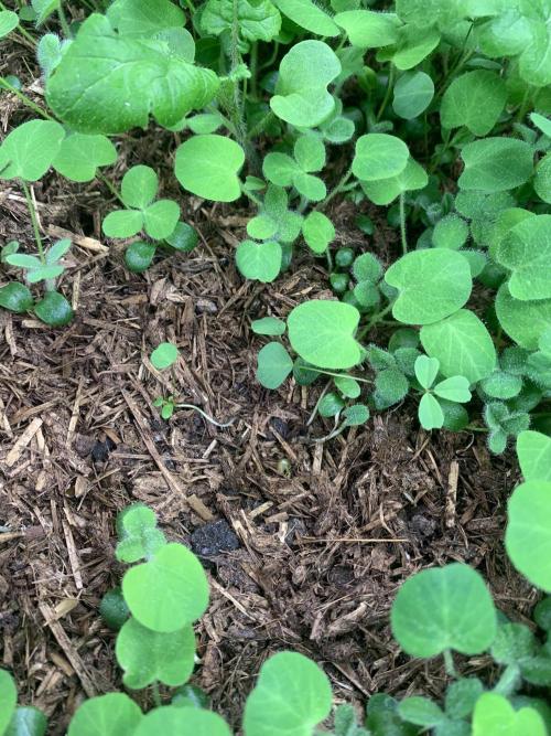 Heltah Skeltah Round #1. Week 1