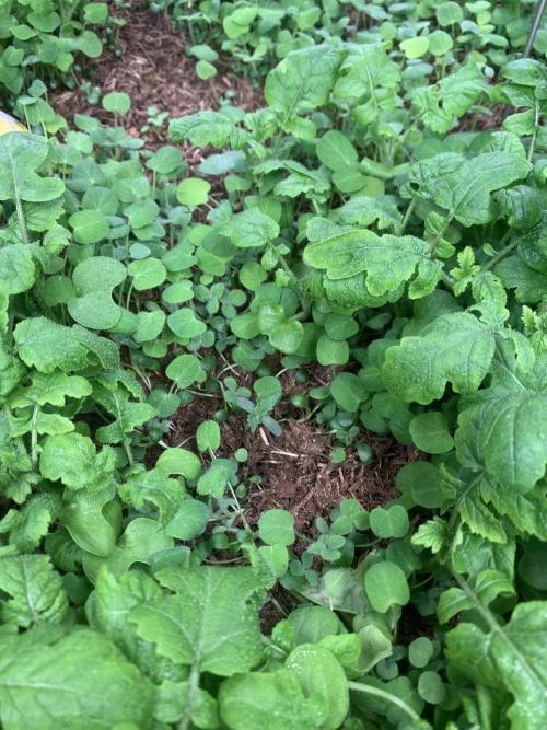 Heltah Skeltah Round #1. Week 1