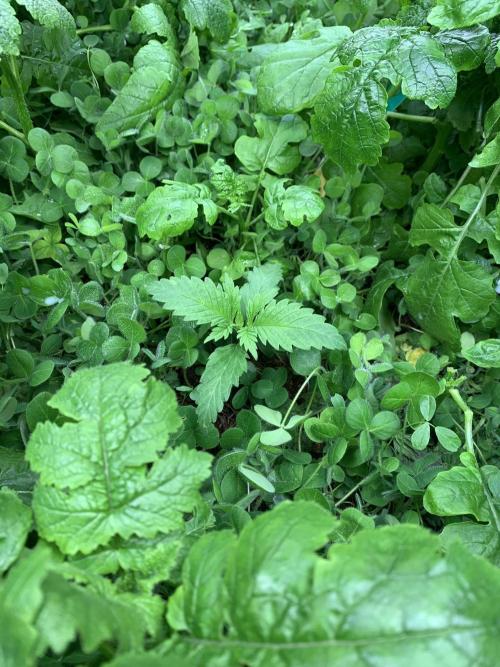 Heltah Skeltah Round #1. Week 2