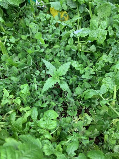 Heltah Skeltah Round #1. Week 2