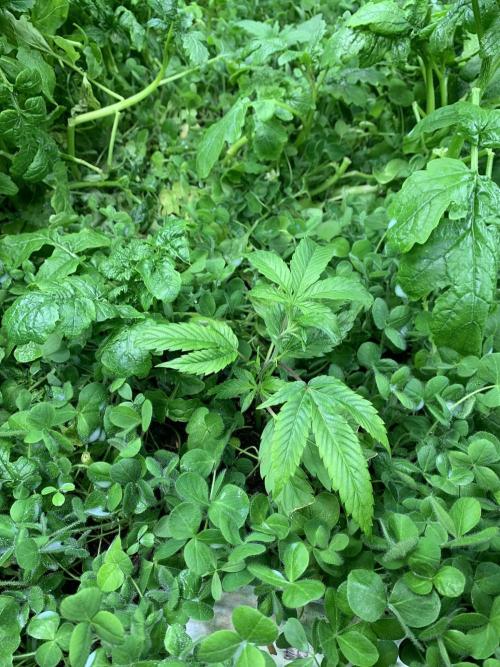 Heltah Skeltah Round #1. Week 2