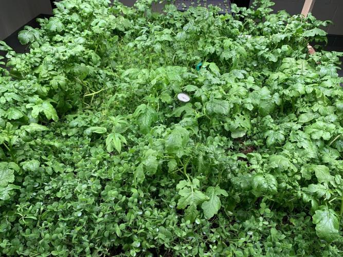 Heltah Skeltah Round #1. Week 2