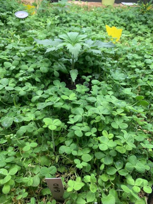 Heltah Skeltah Round #1. Week 3