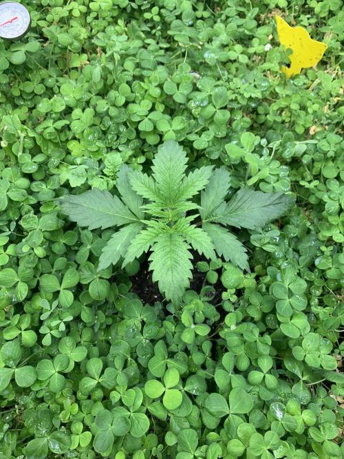 Heltah Skeltah Round #1. Week 3