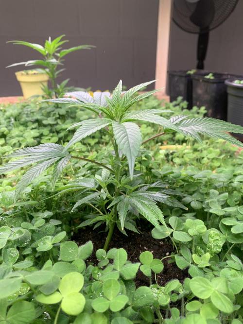 Heltah Skeltah Round #1. Week 3