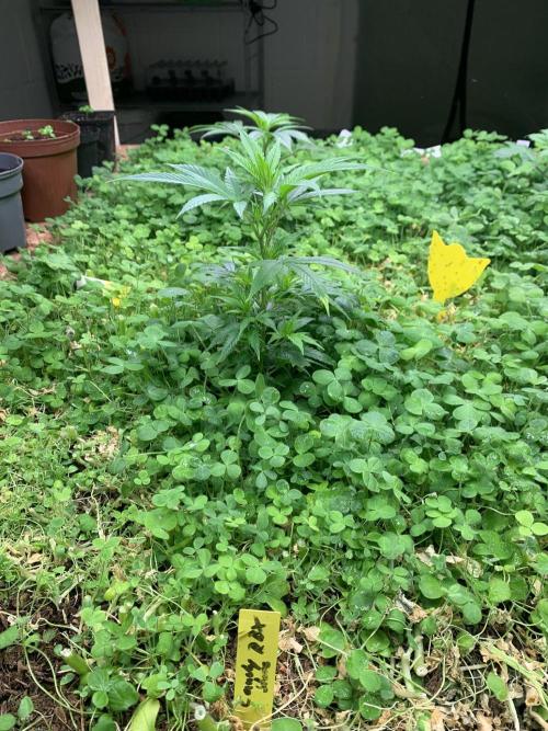 Heltah Skeltah Round #1. Week 3