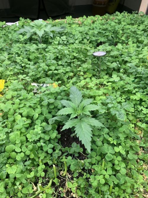 Heltah Skeltah Round #1. Week 3