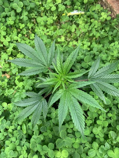 Heltah Skeltah Round #1. Week 3