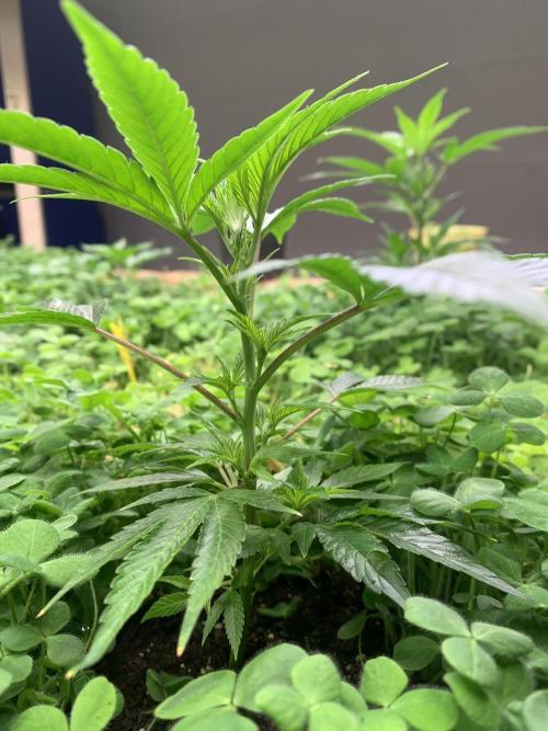 Heltah Skeltah Round #1. Week 3