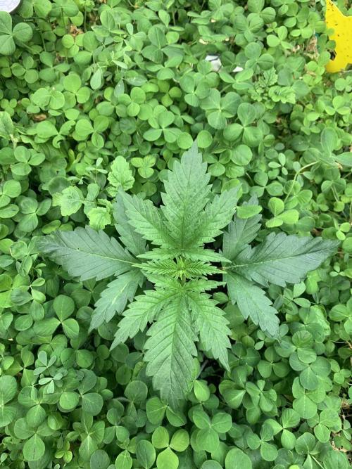 Heltah Skeltah Round #1. Week 3