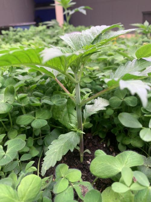 Heltah Skeltah Round #1. Week 3