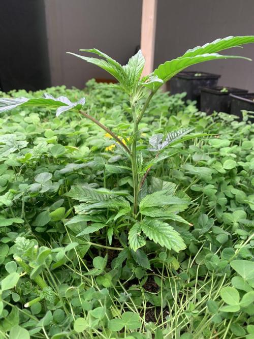 Heltah Skeltah Round #1. Week 3