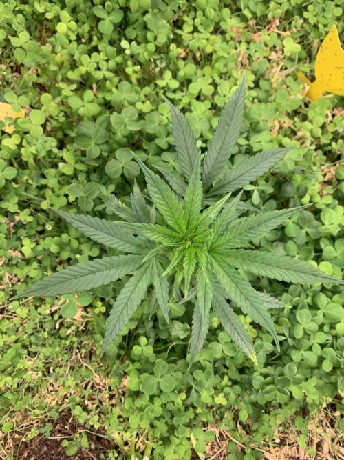 Heltah Skeltah Round #1. Week 3