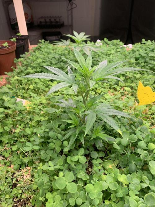 Heltah Skeltah Round #1. Week 3