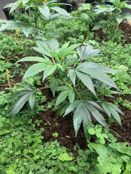 Heltah Skeltah Round #1. Week 4