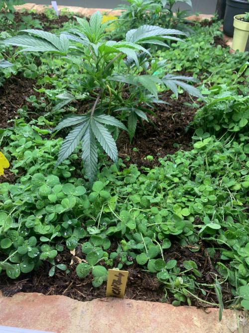 Heltah Skeltah Round #1. Week 4