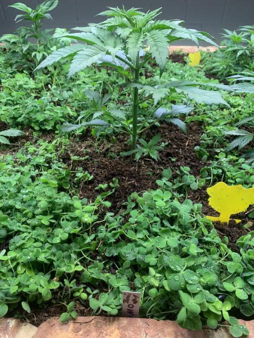 Heltah Skeltah Round #1. Week 4