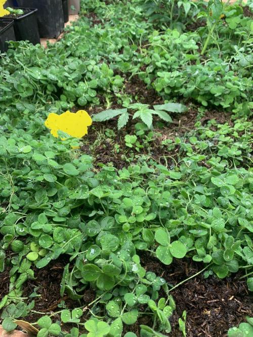 Heltah Skeltah Round #1. Week 4