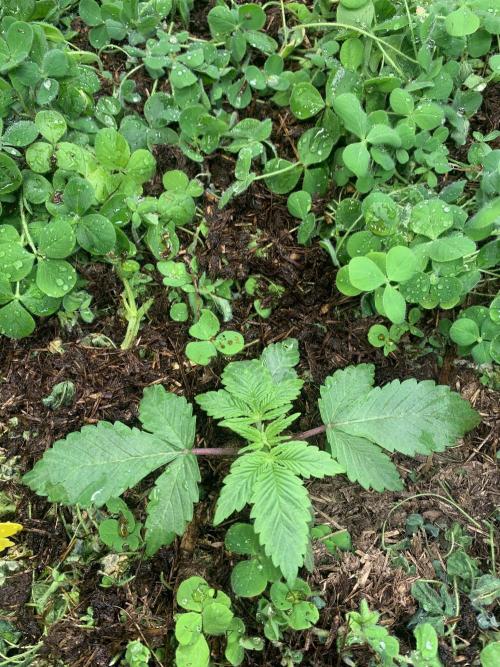 Heltah Skeltah Round #1. Week 4