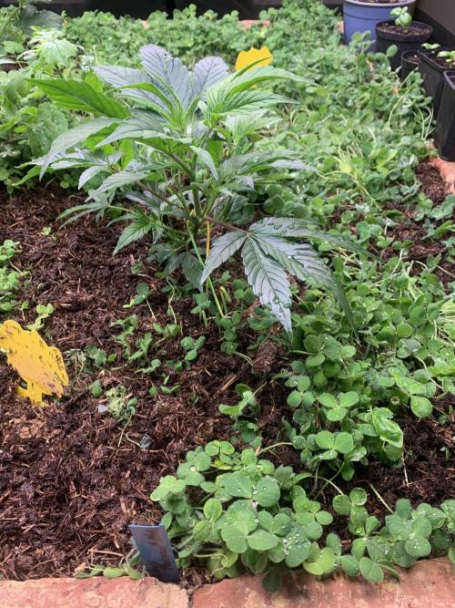 Heltah Skeltah Round #1. Week 4