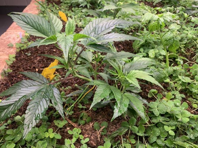 Heltah Skeltah Round #1. Week 4