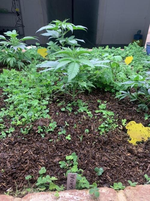 Heltah Skeltah Round #1. Week 4