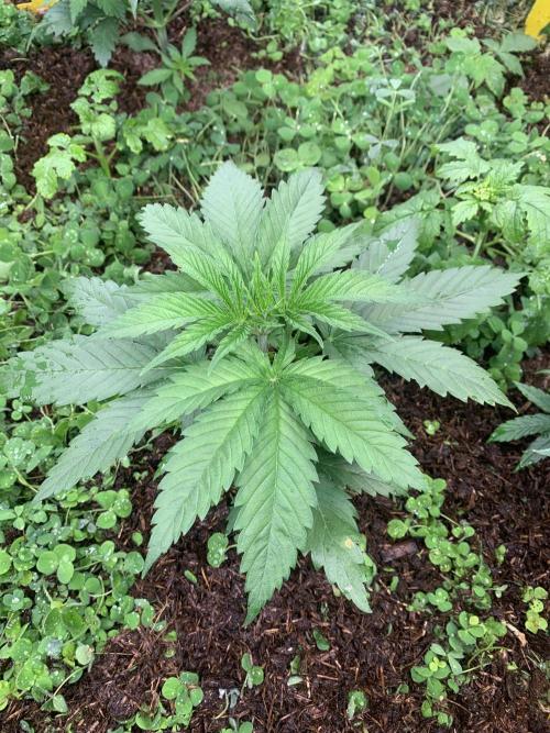 Heltah Skeltah Round #1. Week 4