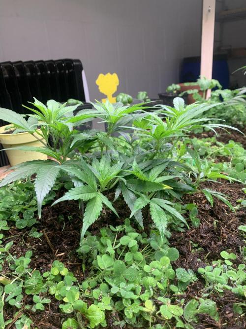 Heltah Skeltah Round #1. Week 4