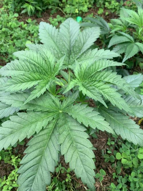 Heltah Skeltah Round #1. Week 4