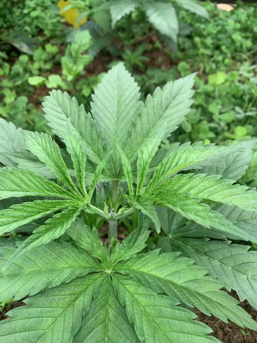 Heltah Skeltah Round #1. Week 4