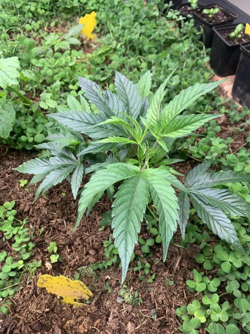 Heltah Skeltah Round #1. Week 4