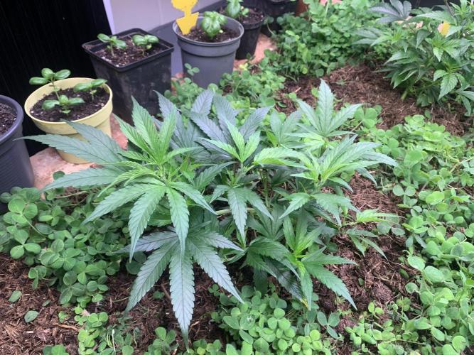 Heltah Skeltah Round #1. Week 4