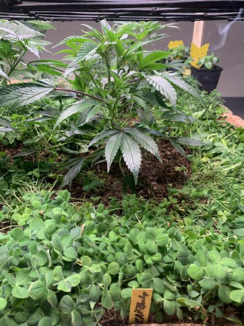 Heltah Skeltah Round #1. Week 5