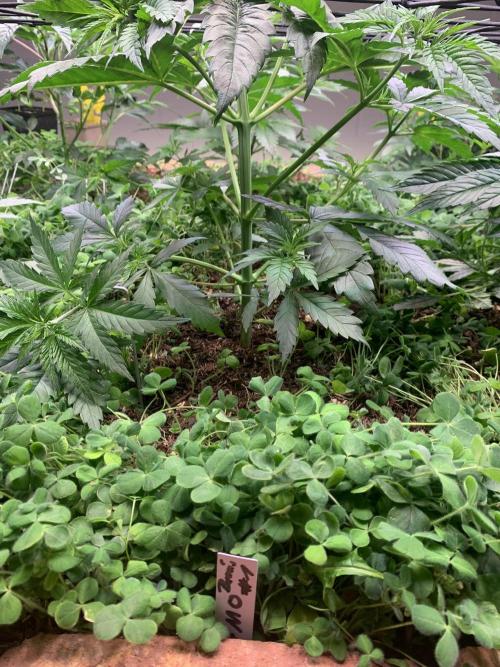 Heltah Skeltah Round #1. Week 5