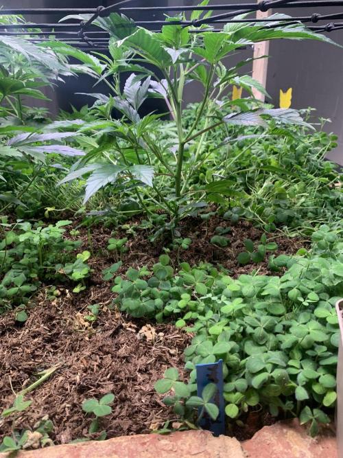 Heltah Skeltah Round #1. Week 5