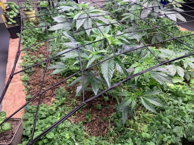 Heltah Skeltah Round #1. Week 5