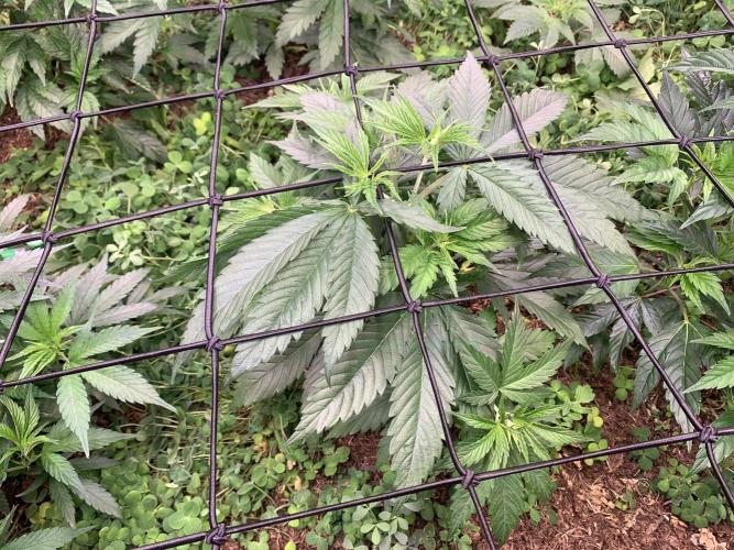 Heltah Skeltah Round #1. Week 5