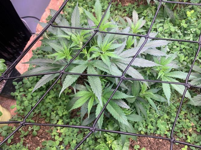 Heltah Skeltah Round #1. Week 5