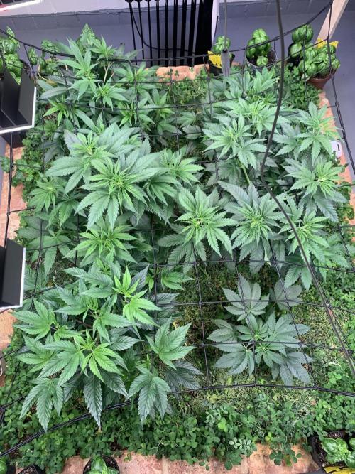 Heltah Skeltah Round #1. Week 6