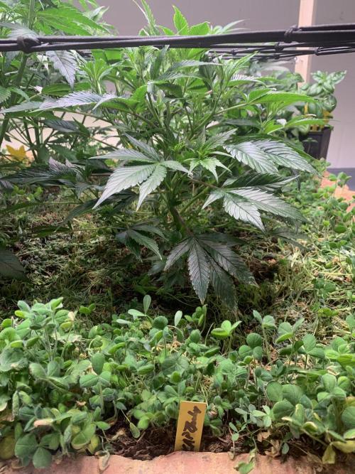 Heltah Skeltah Round #1. Week 6