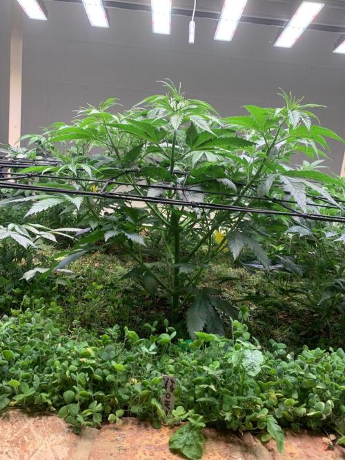 Heltah Skeltah Round #1. Week 6