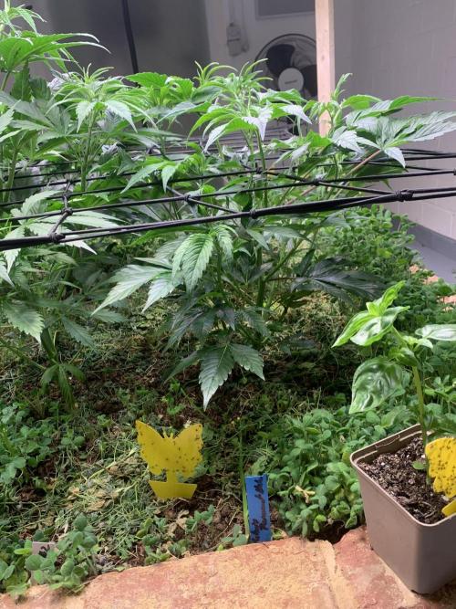 Heltah Skeltah Round #1. Week 6