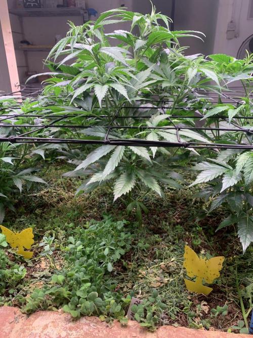 Heltah Skeltah Round #1. Week 6