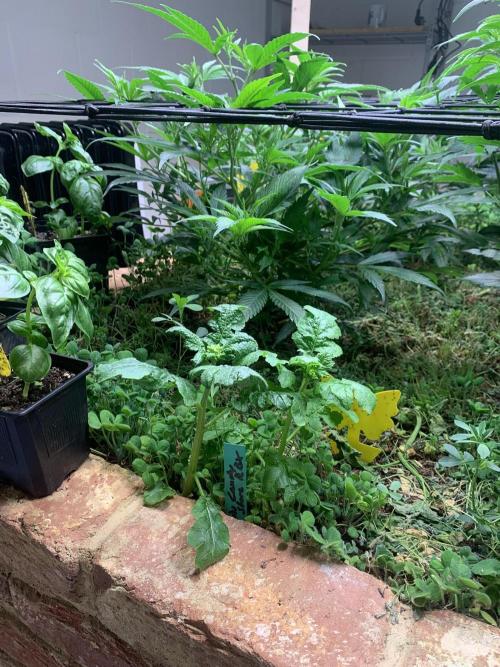 Heltah Skeltah Round #1. Week 6