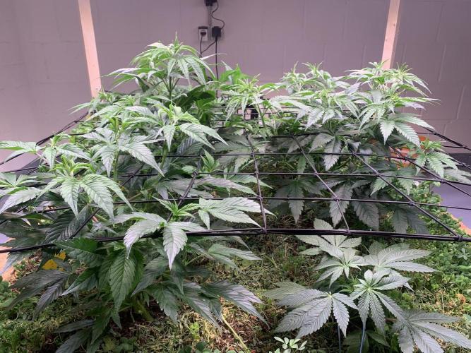 Heltah Skeltah Round #1. Week 6